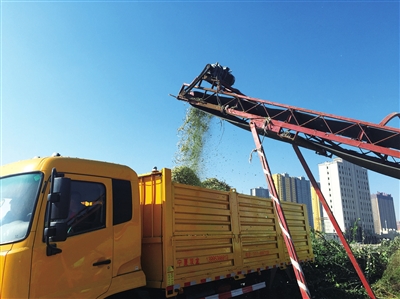 銀川擬建10處植物垃圾收集點枯枝敗葉將變寶貝