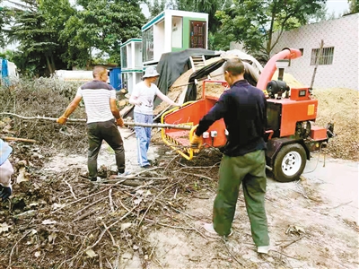 7月15日,工作人員將修剪下來的樹枝進行粉碎處理