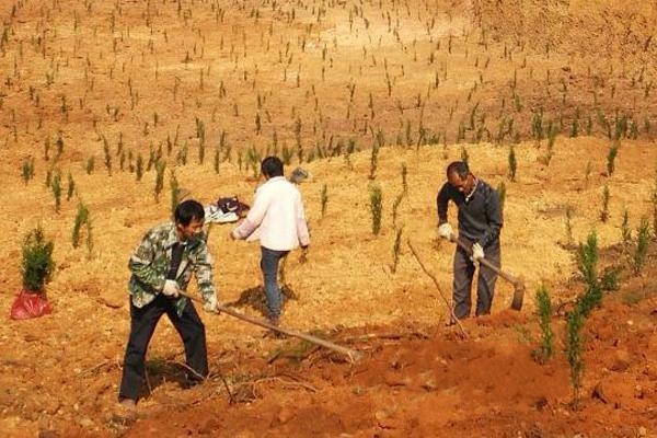 清竹村的村民們正在為被非法采挖山砂破壞的山體復(fù)墾復(fù)綠，種上耐旱的柏樹。