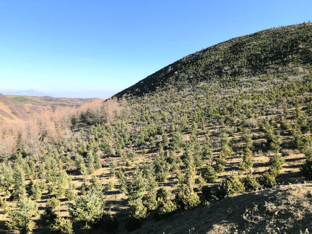 大通景陽鎮(zhèn)中嶺村歷史遺留石英礦生態(tài)修復(fù)治理后