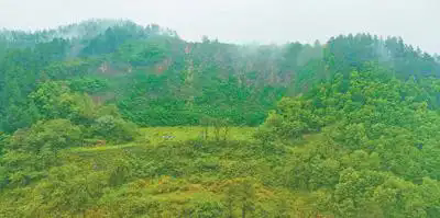橫峰縣岑陽鎮(zhèn)烏天灣采石場礦山通過種葛修復礦山,使其綠意盎然