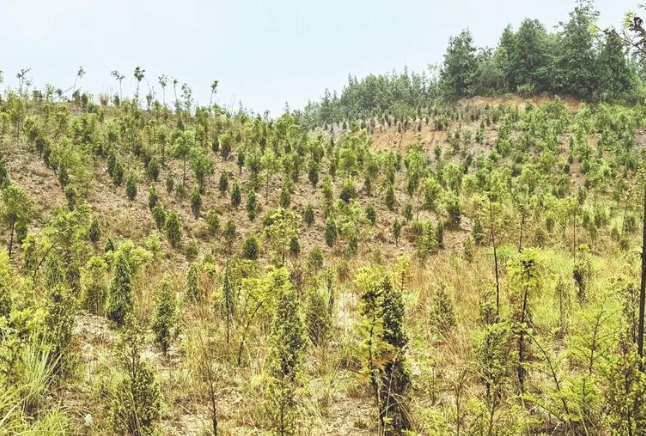 曾經(jīng)的荒山披上了綠裝。